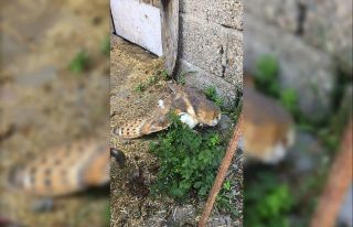 Yaralı bulunan Peçeli Baykuş tedavi altına alındı