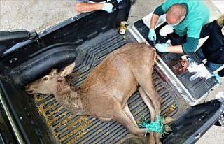 Yaralı geyiği belediye ekipleri kurtardı