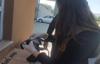 Yaralı güvercin tedavi altına alındı