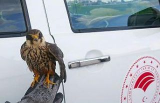 Yaralı halde bulunan doğan ve şahin koruma altına...