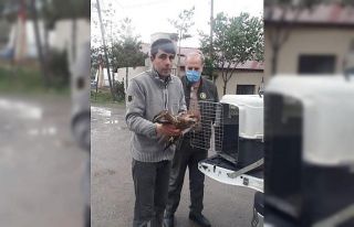 Yaralı şahin tedavi altına alındı