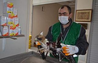 Yaralı şahine Bünyan Belediyesi sahip çıktı