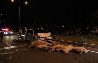 Yarış yapan 2 otomobil 30 koyunu telef etti