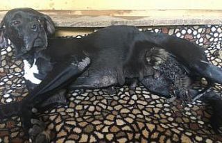 Yavruları ölen köpeğin yeni doğmuş kediye anne...