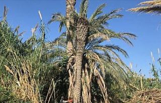 Yenişehir’de palmiye kırmızı böceği tespit...