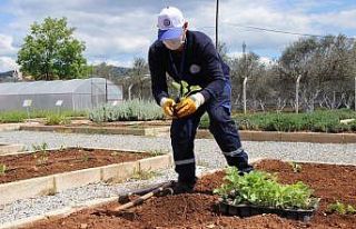 Yerel tohumlar toprakla buluşuyor
