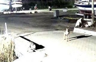 Yerleşim yerine inen kurt güvenlik kameralarına...