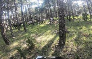 Yılkı atlarını motokrosçular kask kamerasıyla...