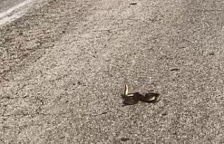 Yola atlayıp can çekişen Kırbaç Yılanı kamerada