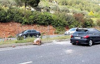Yola düşen kaya parçasından şans eseri kurtuldular
