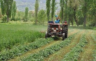 Yonca üreticileri hasattan umutlu