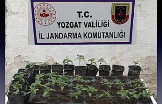 Yozgat’ta 72 kök hint keneviri ele geçirildi