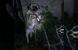 Yüksekova’da tellere takılan köpeği itfaiye...