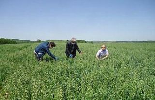 Yulaf ve aspir demonstrasyon kontrolleri yapıldı