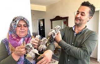 Yuvadan düşen yavru kartallar etle besleniyor