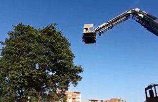 Yuvasından düşen yavru kuşun yardımına itfaiye...