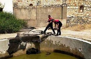 Yüzme havuzuna düşen anne domuz ve yavrularını...