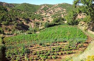 Bingöl’de uyuşturucu tarlalarına operasyon, 1...