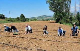 Gümüşhane’de 72 bin lavanta fidesi daha toprakla...