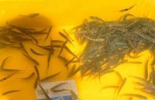 Manahoz Deresine 6 bin kırmızı benekli yavru alabalık...