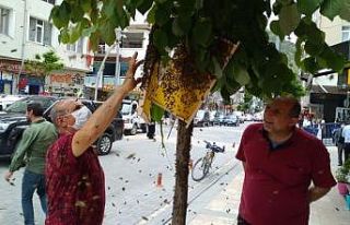 Gümüşhane kent merkezini istila ettiler