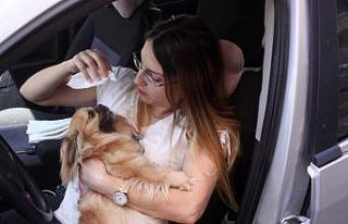 Sahibi tarafından arabada bırakılan Şanslı isimli...