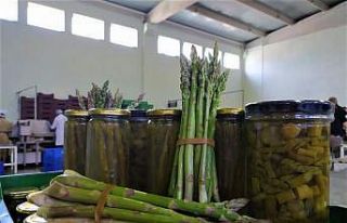 Türkiye’nin kuşkonmaz üretim merkezlerinden Eskişehir’de...