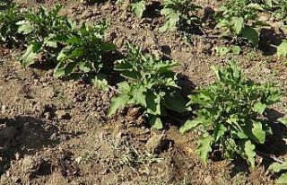 100 yıllık tohumdan üretilen Güre patlıcanını...