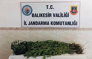 13 kök kenevir ele geçirildi