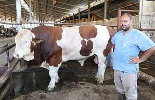 1,5 tonluk boğa 35 bin liraya satıldı