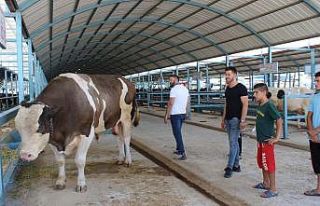 1,5 tonluk tosun pazarın gözdesi oldu