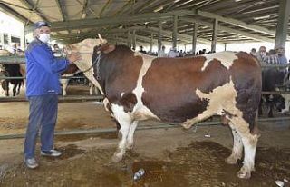 1 ton 100 kiloluk kurbanlık ilgi odağı oldu