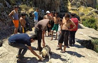 20 metrelik sarnıca düşen köpek halatla kurtarıldı