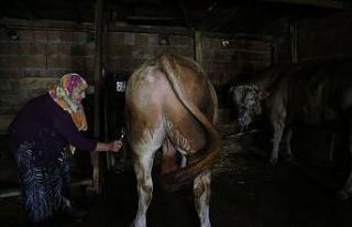 63 yaşındaki kadın tonluk boğalarına gözü gibi...