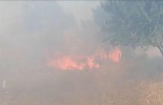 80 dönümlük alanda balyaya hazırlanan saplar alev...