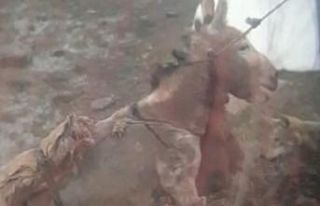 Aç kurtlar direğe bağlı eşeği gündüz vakti...