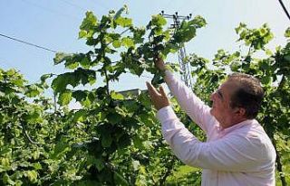 Açıklanan fındık fiyatı memnun etti