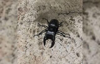 Adıyaman’da ’kırmızı liste’de yer alan geyik...