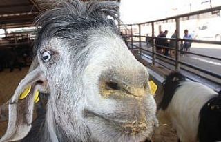 Adıyaman’da kurbanlık satışları başladı