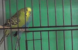 ADÜ Veteriner Fakültesi’nde kafes kuşlarına...