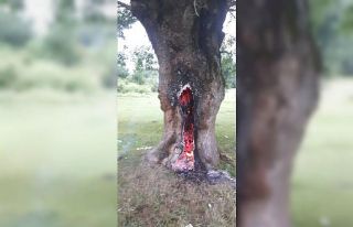 Ağacı gözdesinden ataşe verdiler