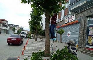 Ağaçların dip budaması yapıldı
