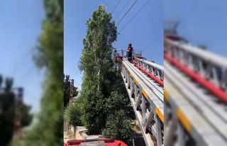 Ağaçta mahsur kalan kargayı itfaiye ekibi kurtardı