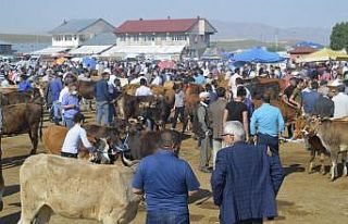 Ağrı Hayvan Borsası’nda Kurban Bayramı hareketliliği...