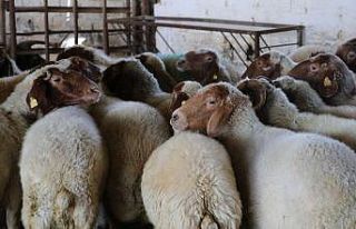 "Akademik" kurbanlıklar satışta