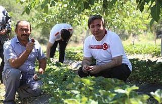 Aksaray Valisi Aydoğdu: “Aksaray’da çilek üretimini...