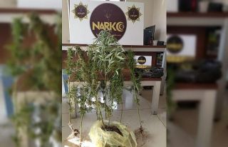 Akşehir’de uyuşturucu operasyonu