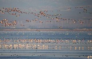 Akyatan Lagünü kiraya veriliyor