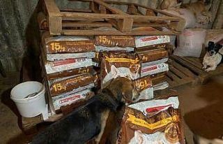 Akyazı Gençlik Derneğinden Sokak hayvanlarına...