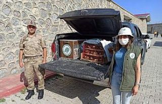 Ala sığırcıklar ve ebabil kuşları özgür